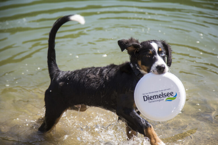 Das Bild zeigt einen schwarzen Hund, der im flachen Wasser des Diemelsees spielt. Der Hund trägt eine Frisbey mit sich. Die Wasseroberfläche glitzert in der Sonne. Die Szene strahlt Freude und Lebendigkeit aus und zeigt den hundefreundlichen Bereich am Diemelsee.